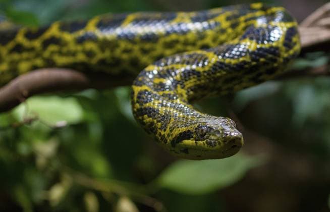 Gelbe Anakonda (Eunectes notaeus) Yellow anaconda (Eunectes notaeus) Copyright: imageBROKER SunbirdxImages iblmup13642709.jpg