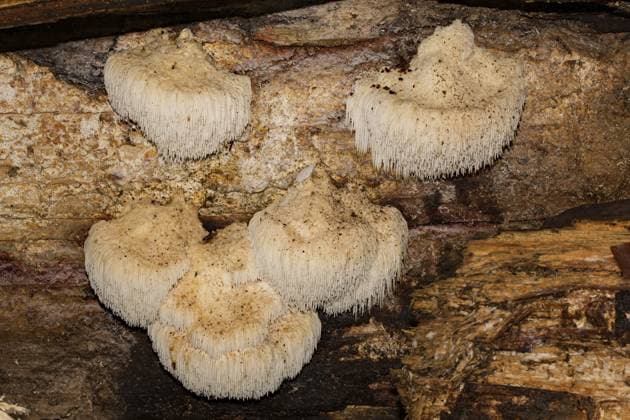 Igelstachelbart (Hericium erinaceus) Hedgehog goatee (Hericium erinaceus) Copyright: imageBROKER SunbirdxImages iblmup13643576.jpg
