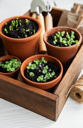 Töpfe mit verschiedenen Gemüsesetzlingen. Pots with various vegetables seedlings. Planting young seedlings at home (License=RF) Copyright: xZoonar.com OlenaxRudox 23729951