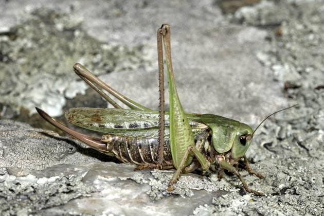 Warzenbeißer (Decticus verrucivorus) Wart-biter (Decticus verrucivorus) Copyright: imageBROKER SunbirdxImages iblmup13645531.jpg