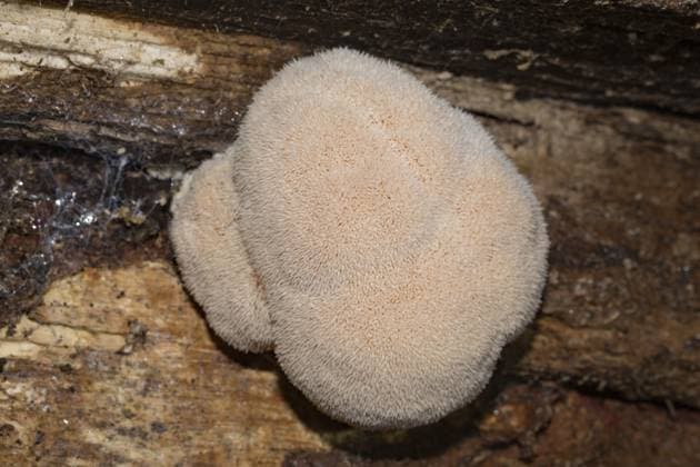 Igelstachelbart (Hericium erinaceus) Hedgehog goatee (Hericium erinaceus) Copyright: imageBROKER SunbirdxImages iblmup13647969.jpg