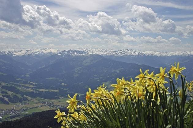 Gelbe Narzisse (Narcissus pseudonarcissus) Wild daffodil (Narcissus pseudonarcissus) Copyright: imageBROKER SunbirdxImages iblmup13648991.jpg