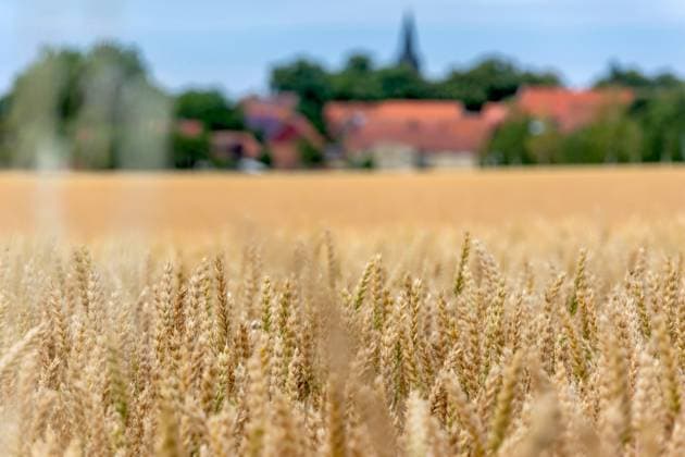 06.07.2025 Blick auf ein Weizenfeld zwischen Minsleben und Silstedt im Landkreis Harz in Sachsen-Anhalt. Im Hintergrund erhebt sich der Brocken als höchste Erhebung im nördlichsten Mittelgebirge Deutschlands. Minsleben Sachsen-Anhalt Deutschland *** 06 07 2025 View of a wheat field between Minsleben and Silstedt in the district of Harz in Saxony Anhalt In the background is the Brocken, the highest peak in Germanys northernmost low mountain range Minsleben Saxony Anhalt Germany