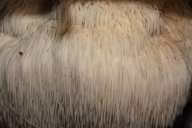 Igelstachelbart (Hericium erinaceus) Hedgehog goatee (Hericium erinaceus) Copyright: imageBROKER SunbirdxImages iblmup13694939.jpg
