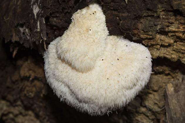 Igelstachelbart (Hericium erinaceus) Hedgehog goatee (Hericium erinaceus) Copyright: imageBROKER SunbirdxImages iblmup13698375.jpg