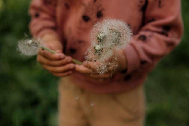 Creative Highlights Symbolbilder Child blowing dandelion seeds in soft, dreamy close-up. Amsterdam, North Holland, Netherlands R_RTBZ250706-1779199-01