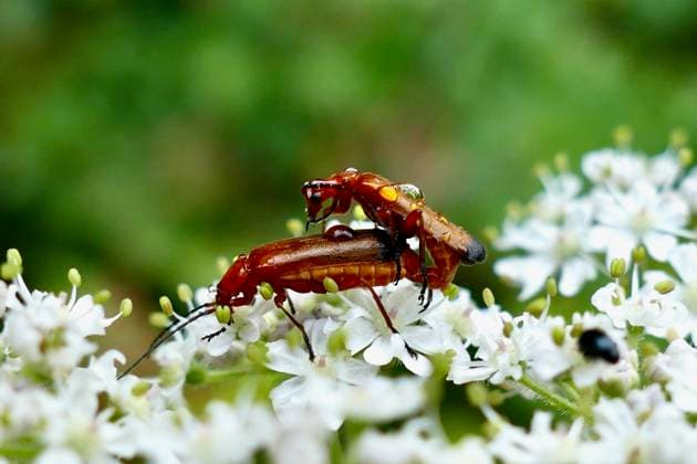 Entertainment Themen der Woche KW28 Seasonal weather Mating red soldier beetles covered in raindrops on a wet morning in the countryside., Credit:Geoffrey Swaine Avalon UK, Oxfordshire, Dunsden  Copyright: xGeoffreyxSwainex xAvalonx 1019254826