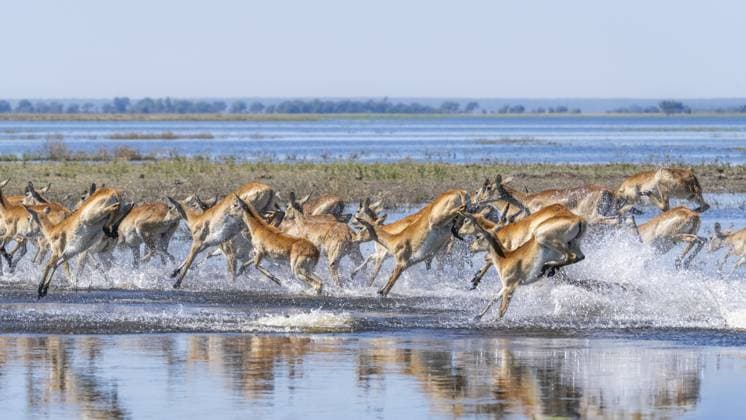 Creative Highlights World Rote Lechwe Gruppe, Kobus leche, läuft zur Überquerung des Chobe Flusses. Wilde Antilopen in Aktion in ihrem natürlichen Lebensraum, bei der Überquerung des Wassers und der flinken Bewegung. Chobe Nationalpark, Botswana, Afrika Red Lechwe group, Kobus leche, running for crossing the Chobe river. Wild antelopes in natural habitat action, showing water crossing and agile movement. Chobe National Park, Botswana, Africa Copyright: imageBROKER AnettexMossbacher ibxamo14301778.jpg