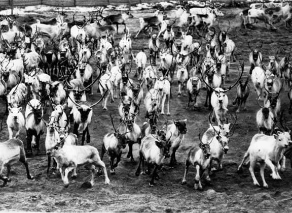 Niederlande Norwegen Schweden 16. Januar 1964 - Rentierschlachtung in Grönland: In den vergangenen zwölf Jahren wurde in Grönland eine neue Industrie aufgebaut, die auf dem Import norwegischer Rentiere basiert. Diese werden erfolgreich gezüchtet, sodass die Herden nun mehrere tausend Tiere umfassen, die für ihr Fleisch verwendet werden. Die jungen Hirten kommen alle aus Lappland und müssen eine etwa vierjährige Ausbildung absolvieren. Im Sommer folgen sie den Herden zu Fuß und im Winter mit Skiern und übernachten in kleinen Hütten. Mit der Ausweitung des Projekts werden weitere Rekruten eingestellt, und mehrere junge Männer melden sich für das anstrengende Leben, das sie der Fabrikarbeit zu Hause vorziehen. Das Foto zeigt eine Herde R  Copyright: xUnitedxArchivesx xkpaxKeystonex 19640116_baf_k09_004
