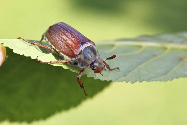 Maikäfer, Waldmaikäfer (Melolontha hippocastani), Männchen, auf Blatt einer Rosskastanie (Aesculus hippocastanum), Nahaufnahme, Wilnsdorf, Nordrhein-Westfalen, Deutschland, Europa May beetle, wood cockchafer (Melolontha hippocastani), male, on leaf of a horse chestnut (Aesculus hippocastanum), close-up, Wilnsdorf, North Rhine-Westphalia, Germany, Europe Copyright: imageBROKER BurkhardxSauskojus ibxbsa14243075.jpg