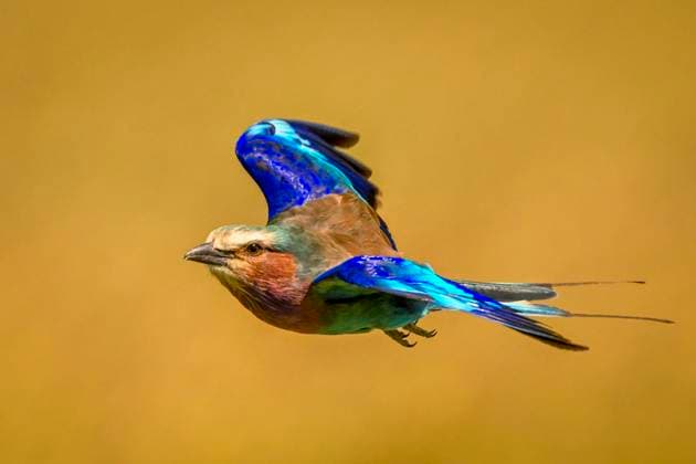 Lilac-breasted roller with catchlight in golden sky Vibrant lilac-breasted roller in flight against a golden background. Laikipia, Kenya Tigithi Laikipia Kenya daic05780 Copyright: xConnectxImagesx