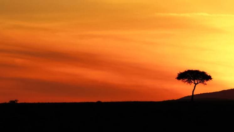 Atemberaubende Silhouette eines einsamen Baumes vor einem lebhaften orange-gelben Sonnenuntergang, der die ruhige Schönheit der afrikanischen Savanne einfängt *** stunning Silhouette one lonely Tree before a vibrant Orange yellow Sunset, the the quiet Beauty the African Savannah captures 1127160952