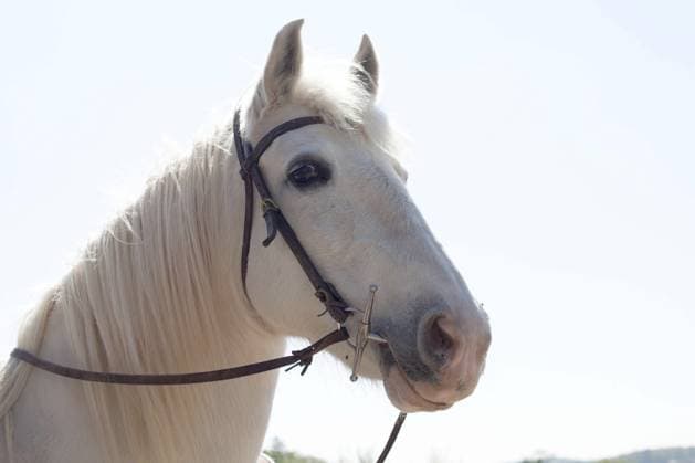 Pferd mit Zaumzeug Zaumzeug mit Gebiss, Trensengebiss, Knebelgebiss Pferd mit Zaumzeug - Zaumzeug mit Gebiss, Trensengebiss, Knebelgebiss Copyright: imageBROKER AnjaxJuli ibxiqx14003071.jpg