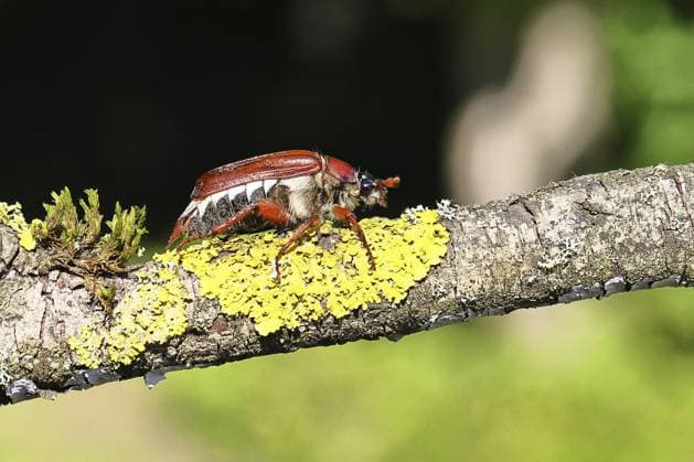 Maikäfer, Waldmaikäfer (Melolontha hippocastani), Weibchen, auf einem mit Flechten bewachsenen Zweig, Nahaufnahme, Wilnsdorf, Nordrhein-Westfalen, Deutschland, Europa May beetle, wood cockchafer (Melolontha hippocastani), female, on a branch covered with lichen, close-up, Wilnsdorf, North Rhine-Westphalia, Germany, Europe Copyright: imageBROKER BurkhardxSauskojus ibxbsa14248102.jpg