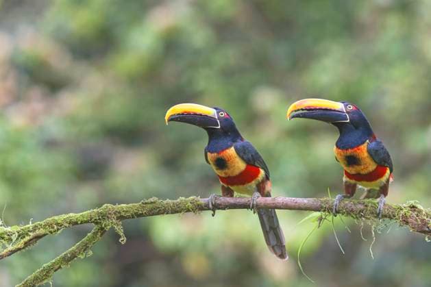 Feuerschnabelarassari, Feuerschnabel-Arassari (Pteroglossus frantzii), zwei Tukane sitzen auf einem Ast am Nebelwald, Costa Rica, Puntarenas, Naranjito Fiery billed Aracari, Fiery-billed Ara‡ari, Fiery-billed Aracari, Fiery-billed Araçari, Frantz s Aracari (Pteroglossus frantzii), sitting on a branch at cloud forest, side view, Costa Rica, Puntarenas, Naranjito BLWS730772 *** Firebill Assassin, Firebill Arassari Pteroglossus frantzii , Two Toucans sit at a Ast on Cloud forest, Costa Rica, Puntarenas, Naranjito Fiery Billed Aracari, Fiery Billed Ara‡ari, Fiery Billed Aracari, Fiery Billed Araçari, Frantz S aracari Pteroglossus frantzii , Sitting ON a Branch AT Cloud forest, Side view, Costa Rica, Puntarenas, Naranjito B Copyright: xblickwinkel M.xWoikex