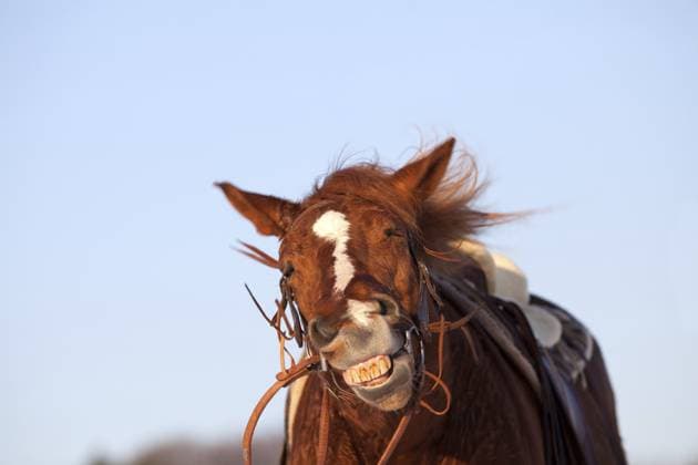 Lustiges Pferd macht lächelndes Gesicht Funny Horse make smiling face Copyright: imageBROKER AnjaxJuli ibxiqx14002364.jpg