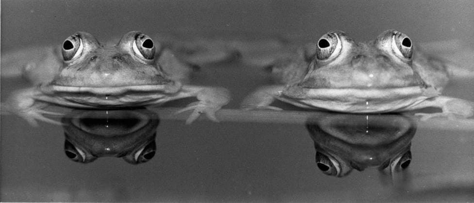 12. Juni 1968 - Satz von Frosch-Zwillingen. *** 12 June 1968 Set from Frog Twins  Copyright: xUnitedxArchivesx xkpaxKeystonex 19680612_baf_k09_010