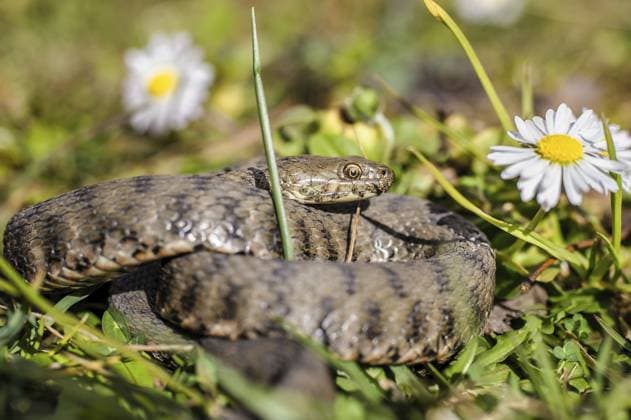 Viper ist auf der Wiese mit Gänseblümchen Viper is in the meadow with daisy Copyright: imageBROKER FrancoxNadalin ibxiqx13946479.jpg