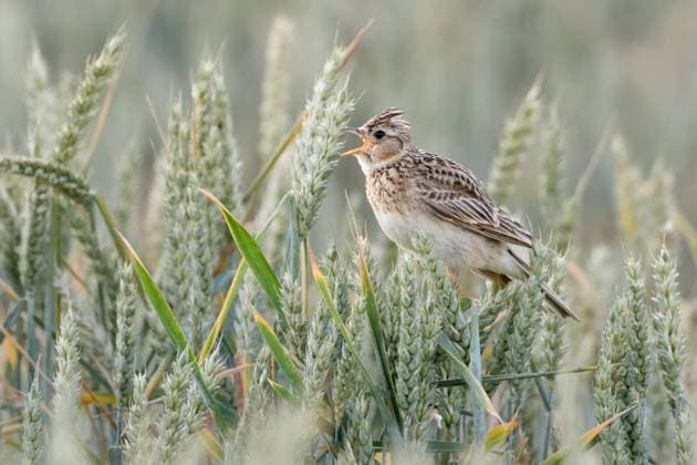 Feldlerche * Alauda arvensis * singt in einem Weizenfeld, sitzt im Getreide, beliebter und vormals häufiger Singvogel, durch intensive Landwirtschaft jedoch stark gefährdet, heimische Natur