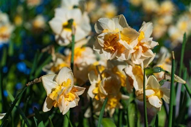 Daffodils bei Butchart Gardens auf Vancouver Island, Kanada Daffodils at Butchart Gardens on Vancouver Island, Canada (License=RF) Copyright: xZoonar.com ChunxJuxWux 23732552