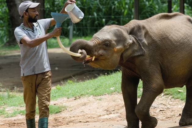 Verwaistes Elefantenbaby wird von einem Pfleger mit Milch gefüttert, Pinnawala Elefantenwaisenhaus, Kataragama, Sri Lanka Orphaned Baby elephant being fed with milk by a caretaker, Pinnawala Elephant Orphanage, Kataragama, Sri Lanka Copyright: imageBROKER G&MxTherin-Weise iblgab14317659.jpg
