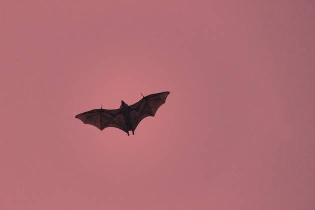 Schreckliche schreckliche Fledermaus Silhouette im Himmel im Flug. Nacht beängstigend Vampir in Form von Fledermaus Terrible horrible bat silhouette in sky in flight. Night scary vampire in form of bat Copyright: imageBROKER MaximilianxBuzun ibxiqx13933216.jpg