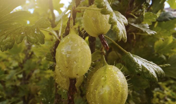 Busch mit reifen Stachelbeeren im Garten Bush with ripe gooseberries in the garden Copyright: imageBROKER DMITRIxMARUTA ibxiqx13918392.jpg