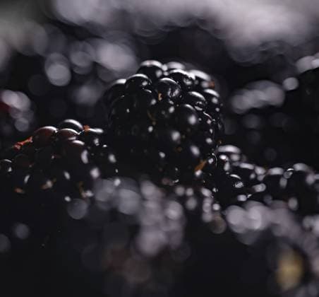 Viele glänzende, frische, reife Brombeeren Viele glänzende, frische, reife Brombeeren Copyright: imageBROKER MarutaxDmitri ibxiqx13918407.jpg RECORD DATE NOT STATED