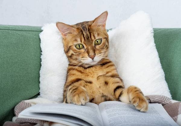 Bengalkatze auf einem weißen Kissen liest nach dem Essen interessiert ein Buch Bengal cat on a white pillow reads a book with interest after dinner Copyright: imageBROKER SvetlanaxSultanaeva ibxiqx14060684.jpg