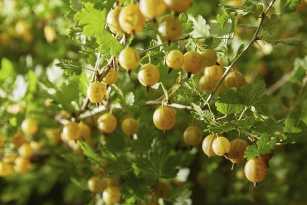 Stachelbeeren sind reife Beeren von gelben Stachelbeeren und grünen Blättern, die im Garten wachsen. Ernten Gooseberries are ripe berries of yellow gooseberries and green leaves growing in the yard in the garden. Harvesting Copyright: imageBROKER TatyanaxKutina ibxiqx14275748.jpg