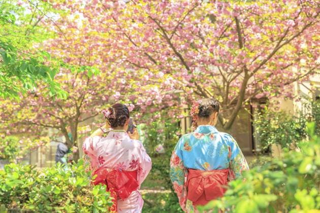 Asiatische Frauen im traditionellen Kimono fotografieren die Kirschblütenbäume auf dem Philosophenweg während der Sakura Saison. Der Pfad ist ein berühmter Fußgängerweg im Bezirk Higashiyama, Kyoto, Japan, Asien Asian women in traditional kimono take photo of cherry blossom trees along Philosopher s walk during Sakura, sping season. The Path is a famous pedestrian path in Higashiyama district, Kyoto, Japan, Asia Copyright: imageBROKER BennyxMarty ibxiqx13796651.jpg