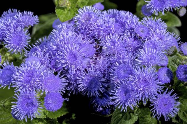 Schöne blühende blaue Ageratum Bluemink Blumen auf einem schwarzen Hintergrund. Blütenkopf in Nahaufnahme, Odessa, Ukraine, Europa Beautiful Blooming blue Ageratum Bluemink flowers on a black background. Flower head close-up, Odessa, Ukraine, Europe Copyright: imageBROKER SerhiixZarev ibxiqx13770656.jpg