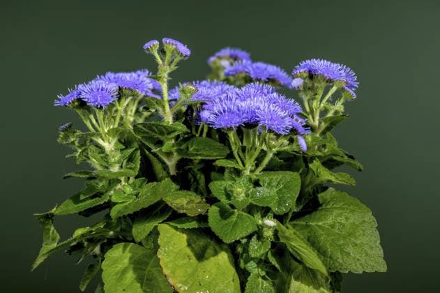 Schöne blühende blaue Ageratum Bluemink Blumen auf einem grünen Hintergrund. Blütenkopf in Nahaufnahme, Odessa, Ukraine, Europa Beautiful Blooming blue Ageratum Bluemink flowers on a green background. Flower head close-up, Odessa, Ukraine, Europe Copyright: imageBROKER SerhiixZarev ibxiqx13771060.jpg
