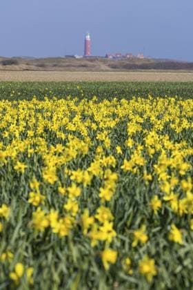 Gelbes Narzissenfeld (Narcissus) mit einem Leuchtturm am Horizont im Frühling, De Cocksdorp, Eierland, Texel, westfriesische Inseln, Nordholland, Niederlande, Europa Gelbes Narzissenfeld (Narcissus) mit einem Leuchtturm am Horizont im Frühling, De Cocksdorp, Eierland, Texel, westfriesische Inseln, Nordholland, Niederlande Copyright: imageBROKER JanxTepass ibxjte13497943.jpg