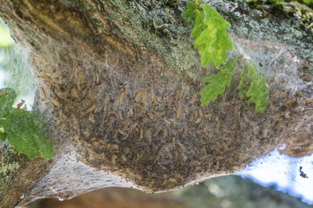 Entfernen von Eichenprozessionsspinner durch heißes Wasser Removal of oak processionary moths with hot water Copyright: imageBROKER MichaelxClaushallman ibxmcl14149194.jpg