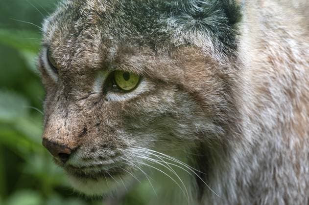 Eurasischer Luchs (Lynx lynx), Close up, Wildpark, Bayern, Deutschland, Europa Eurasian lynx (Lynx lynx), close up, wildlife park, Bavaria, Germany, Europe Copyright: imageBROKER HelmutxMeyerxzurxCap ibxmzc13860196.jpg