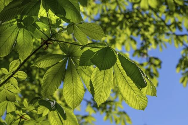 Kastanienblätter (Castanea) im Gegenlicht, Bayern, Deutschland, Europa Chestnut leaves (Castanea) against the light, Bavaria, Germany, Europe Copyright: imageBROKER HelmutxMeyerxzurxCap ibxmzc14056096.jpg
