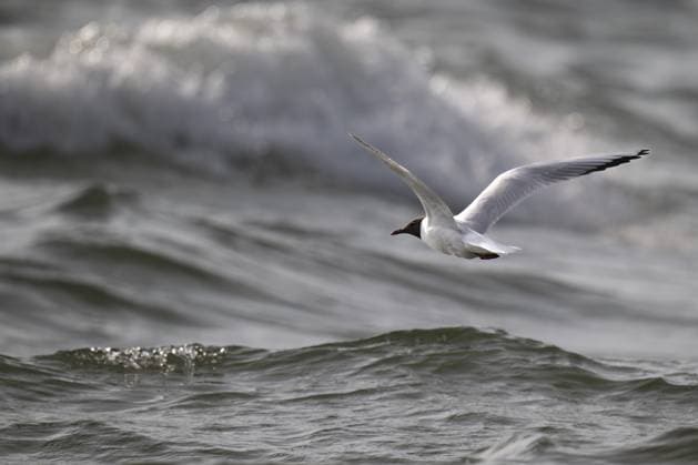 Lachmöwe (Chroicocephalus ridibundus) im Sommerkleid, im Flug über der Meeresoberfläche in der Brandung, nach kleinen Fischen Ausschau haltend, bei Hvide Sande, Ringkøbing Fjord, Nordsee, Dänemark, Europa Black-headed gull (Chroicocephalus ridibundus) in summer plumage, flying over the sea surface in the surf, looking for small fish, near Hvide Sande, Ringkøbing Fjord, North Sea, Denmark, Europe Copyright: imageBROKER OlafxKrüger ibxomk14239435.jpg