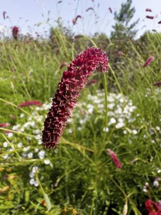 Großer Wiesenknopf, Groß-Wiesenknopf (Sanguisorba officinalis) Great burnet (Sanguisorba officinalis) Copyright: imageBROKER ReinhardxRohner ibxrrf14305875.jpg