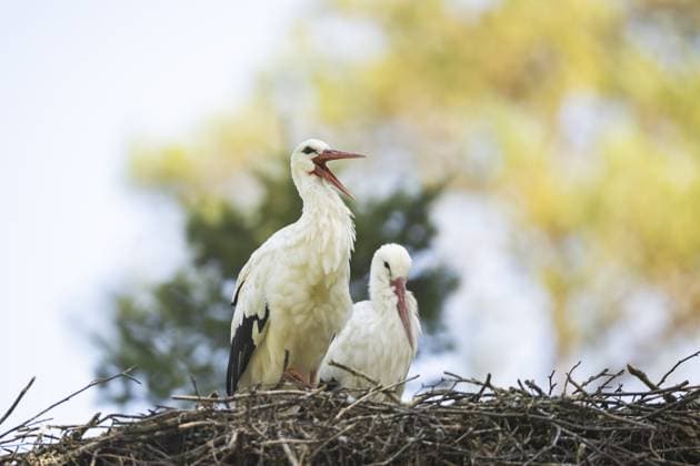 Weißstorchpaar (Ciconia ciconia) nistet auf einem Nest im Wald, Hessen, Deutschland, Europa White stork (Ciconia ciconia) pair nesting on a nest in a forest, Hesse, Germany, Europe Copyright: imageBROKER Davidx&xMichaxSheldo ibxshe13866426.jpg