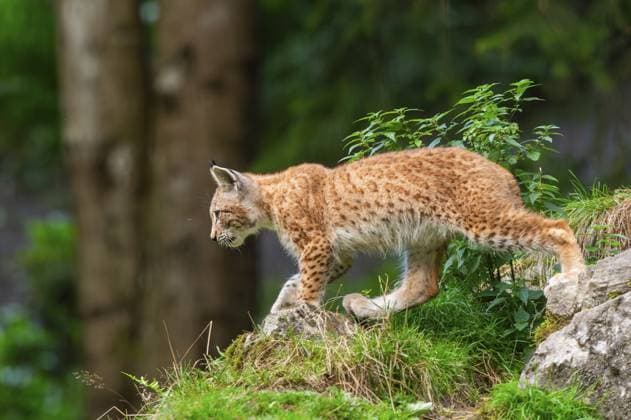 Jungtier des Luchses (Lynx lynx) auf einem Felsen, Österreich, Europa Eurasian lynx (Lynx lynx) youngster on a rock, Austria, Europe Copyright: imageBROKER Davidx&xMichaxSheldo ibxshe14173294.jpg