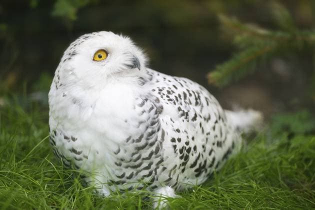 Schneeeule (Bubo scandiacus) auf dem Boden sitzend, Bayern, Deutschland, Europa Snowy owl (Bubo scandiacus) sitting on the ground, Bavaria, Germany, Europe Copyright: imageBROKER Davidx&xMichaxSheldo ibxshe14173467.jpg