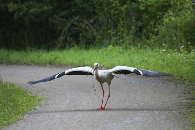 Ein Storch landet auf einem Pfad zwischen Bäumen, Weißstorch (Ciconia ciconia im Gersprenz Gebiet Hessen A stork lands on a path between trees, white stork (Ciconia ciconia in the Gersprenz area of Hesse Copyright: imageBROKER SusannahxVictoriaxVe ibxsuv14198372.jpg