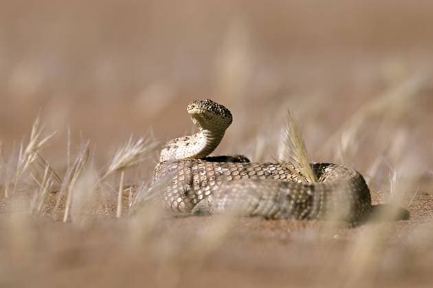 Creative Highlights World Zwergpuffotter (Bitis peringueyi), Namib-Wüste, Namibia, Afrika Pygmy puff adder (Bitis peringueyi), Namib Desert, Namibia, Africa Copyright: imageBROKER ThomasxSbampato ibxtps14299397.jpg