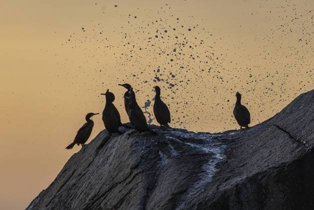 Kormorane am Haukland Beach, Lofoten, Nordland, Norwegen, Europa Cormorants at Haukland Beach, Lofoten, Nordland, Norway, Europe Copyright: imageBROKER ThomasxSchäffer ibxtss14194193.jpg