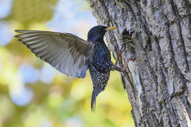 Ein Star (Sturnus vulgaris) mit ausgebreiteten Flügeln vor seiner Nisthöhle in einem Baumstamm, Jungvogel mit geöffnetem Schnabel, Hessen, Deutschland, Europa A starling (Sturnus vulgaris) with spread wings in front of its nest cavity in a tree trunk, young bird with open beak, Hesse, Germany, Europe Copyright: imageBROKER WilfriedxMartin ibxwma13736238.jpg