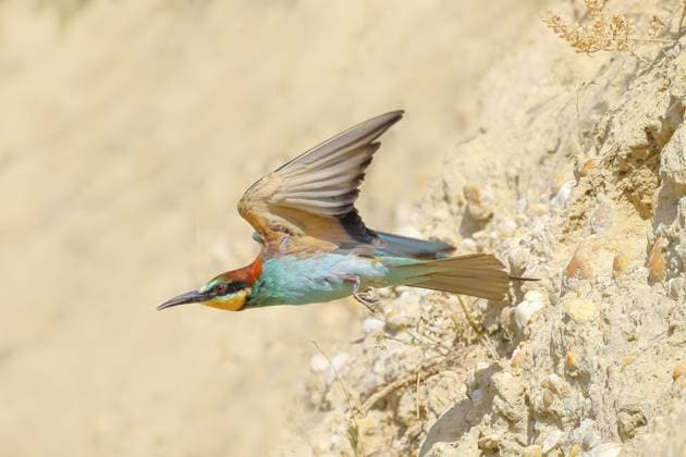 Creative Highlights World Bienenfresser (Merops apiaster), ein Vogel im Abflug aus der Brutröhre, Sandgrube, Steilwand, Wildlife, Zugvogel, Racken, Tiere, Vögel, Nationalpark Neusiedler See, Seewinkel, Burgenland, Österreich Bee-eater (Merops apiaster), a bird taking off from the breeding tube, sand pit, cliff face, wildlife, migratory bird, raptor, animals, birds, Lake Neusiedl National Park, Seewinkel, Burgenland, Austria Copyright: imageBROKER FriedhelmxAdam ibxada14323078.jpg