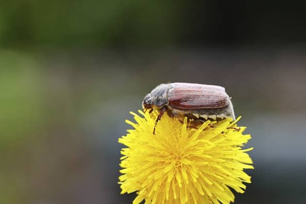 Maikäfer, Feldmaikäfer (Melolontha melolontha), Weibchen auf Blüte eines Löwenzahn (Taraxacum), Wilnsdorf, Nordrhein-Westfalen, Deutschland Cockchafer, field cockchafer (Melolontha melolontha), female on a dandelion (Taraxacum) flower, Wilnsdorf, North Rhine-Westphalia, Germany Copyright: imageBROKER BurkhardxSauskojus ibxbsa14248118.jpg