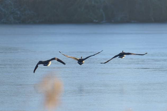 IMAGO Creative, Winter, Auf dem Land Drei Kanadagänse (Branta canadensis), fliegen in einer Linie über einen stillen See bei Tagesanbruch, Winter, Reinheimer Teich, Reinheim, Hessen, Deutschland Three Canada geese (Branta canadensis), flying in a line over a still lake at dawn, winter, Reinheimer Teich, Reinheim, Hesse, Germany Copyright: imageBROKER RaimundxLinke ibxrde14323566.jpg