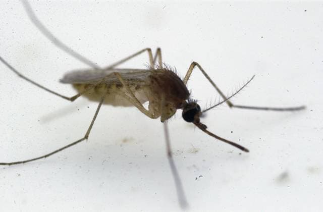 July 17, 2024, South Bend, In - Indiana, USA - United States: A Culex pipiens species of mosquito, the carrier of the West Nile virus, at the University of Notre Dame in 2003. South Bend USA - United States - ZUMAm67_ 20240717_zaf_m67_040 Copyright: xZbigniewxBzdakx